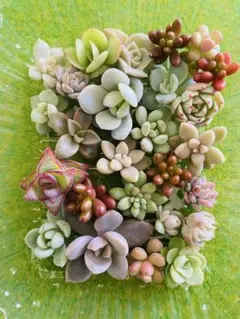 スナフキン様 リクエスト 2点 まとめ商品