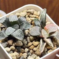 2025年最新】ハオルチア グロエネワルディの人気アイテム - メルカリ