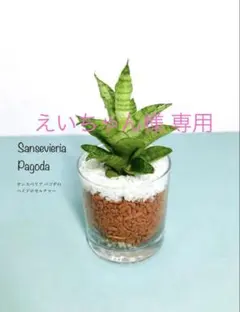 ■ えいちゃん様 専用■メルカリ便■サンスベリア パゴダ ■A