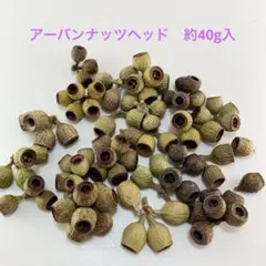 NO.60-38 アーバンナッツヘッド(木の実／素材) 約40g入