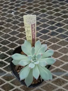 2025年最新】紫紺の矢の人気アイテム - メルカリ