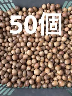 Item thumbnail for item 58fefa52-cc66-48ed-844d-3b1788861f27