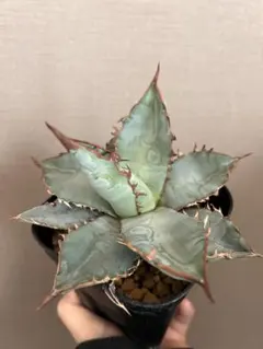 2026年最新】アガベチタノタブルーの人気アイテム - メルカリ