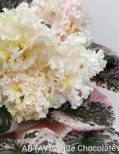 hinanami様 リクエスト 8点 まとめ商品