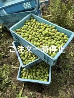 和歌山県産 南高梅 1㎏ 指定日可能 - メルカリ