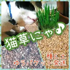 cc) 고양이 풀 씨앗 약 100g+깨끗한 흙 약 1.5개씩 약 4~5회 투여시
