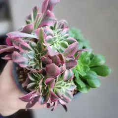 2026年最新】アエオニウム綴化の人気アイテム - メルカリ