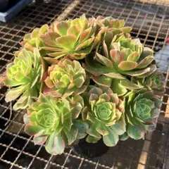 アエオニウム 抜き苗桃花塢群生14頭7999【メルカリ便代金込】 - メルカリ