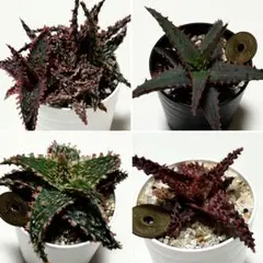 2025年最新】アロエ カスティロニアエの人気アイテム - メルカリ