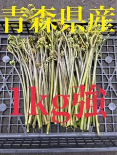 リピーター続出！新鮮‼︎注文がきてから採取！青森県産 わらび　蕨 1kg強のサムネイル