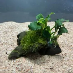 ネイルMafee_MK/プロフィール必読様 リクエスト 2点 まとめ商品