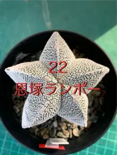 2025年最新】恩塚ランポーの人気アイテム - メルカリ