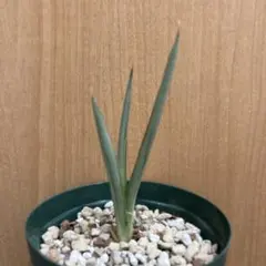 熱帯植物: Rhaphidophora sp. Kpg. Lui Muda - メルカリ