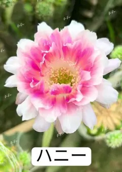 2026年最新】サボテンの花の人気アイテム - メルカリ