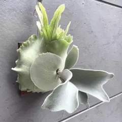 yama様 リクエスト 4点 まとめ商品