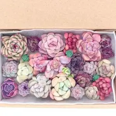 エケベリア 多肉植物 寄せ植えセット A36 カット苗 セダム 韓国苗 多肉弁当