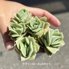 多肉植物　大人気品種　ラブリーローズ　5カット　お買い得