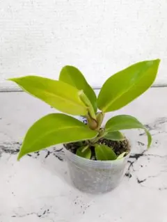 かん様 リクエスト 2点 まとめ商品