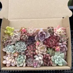 るるれれろ様 リクエスト 2点 まとめ商品