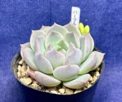 まゆりょ様 リクエスト 8点 まとめ商品