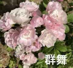 piro様 リクエスト 2点 まとめ商品