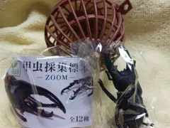甲虫採集標本 ZOOM ガチャ クワガタ