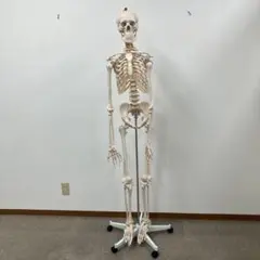 캐스터 스탠드가 달린 실물 크기 170cm 스켈레탈 모델 인간 모델