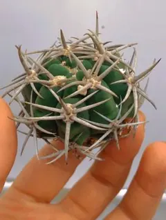 2025年最新】フェロシオールの人気アイテム - メルカリ