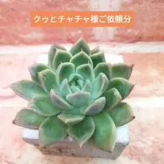 2026年最新】リンゼアナ 中里の人気アイテム - メルカリ