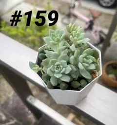 No.57 多肉植物♡プロリフェラ【抜き苗】 - メルカリ