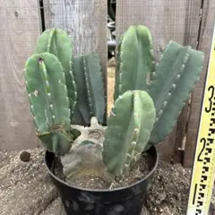 売り切り越冬 柱サボテン 鬼面角 発根 ドライガーデン リギダ