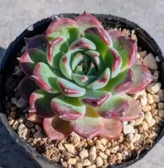 多肉植物 ブラックプリンス♡抜き苗(^○^) 97.ブラックプリンス 抜き苗 多肉植物 - メルカリ