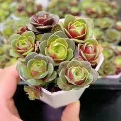 2026年最新】観葉植物 アエオニウムの人気アイテム - メルカリ