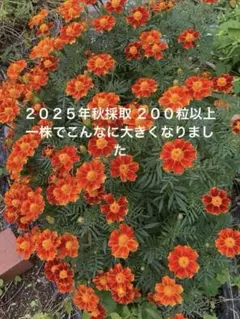 こめりこ様 リクエスト 3点 まとめ商品