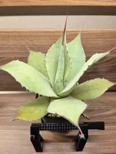 2026年最新】トランカータ 実生の人気アイテム - メルカリ