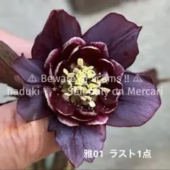 ◾︎里親募集◾︎ 未株分け 超多弁 アンティークブロッチ クリスマスローズ ク*)様 ◾︎里親募集◾︎ 未株分け 超多弁 アンティークブロッチ