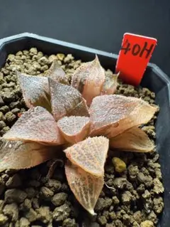 71g 多肉植物 ハオルチア 黒蝶龍錦糊斑 自家繁殖 鉢植え発送 - メルカリ