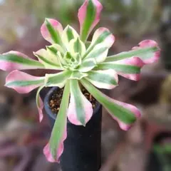 2026年最新】雨花石 アエオニウムの人気アイテム - メルカリ