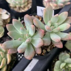 NEW❗️578多肉植物 エケベリア ロココ 抜き苗 寄せ植え 4苗セット