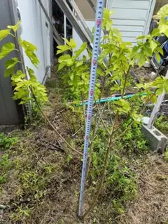 アビウ 実生苗 希少熱帯果樹 大苗 黄金果 - メルカリ