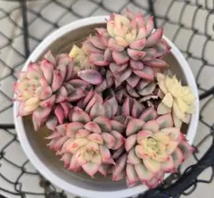 多肉植物　メビナ錦　カット苗　エケベリア　多頭　錦　斑入り　a