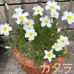 ☆超レア☆オキザリス　カタラ　球根　4個　Catharaのサムネイル
