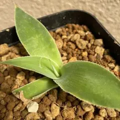 2026年最新】アガベ発根済みの人気アイテム - メルカリ