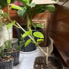 PINKn様 リクエスト 2点 まとめ商品