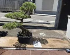 【引取限定・堺市】五葉松 盆栽 大型 古木 樹形良好 引取限定・堺市】五葉松 盆栽 大型 古木 樹形良好 - メルカリ
