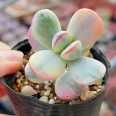 2026年最新】福娘錦の人気アイテム - メルカリ