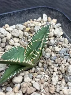 2026年最新】アガベ白豪刺の人気アイテム - メルカリ