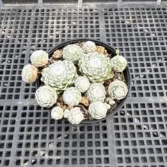 多肉植物　巻絹のサムネイル