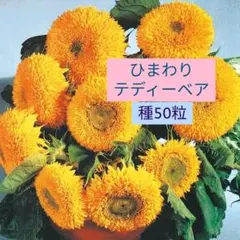 ひまわり•テディーベアの種50粒【匿名配送】