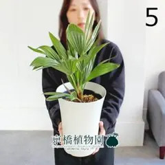 【kou】【現品】チャメロプス・フミリス　7号　黒鉢 (2) kou】【現品】チャメロプス・フミリス 7号 黒鉢 (2) 現品